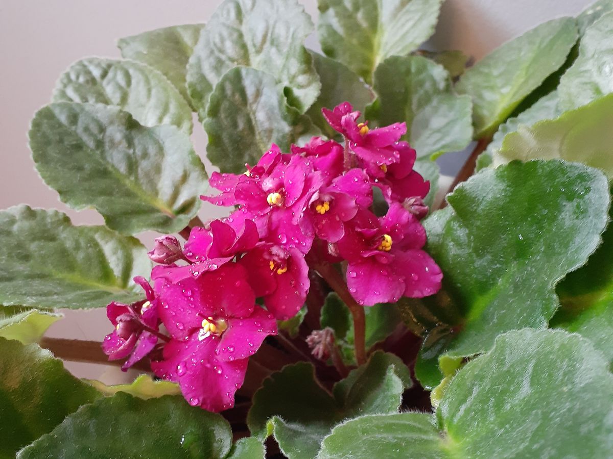 African Violet (Streptocarpus sect. Saintpaulia)
