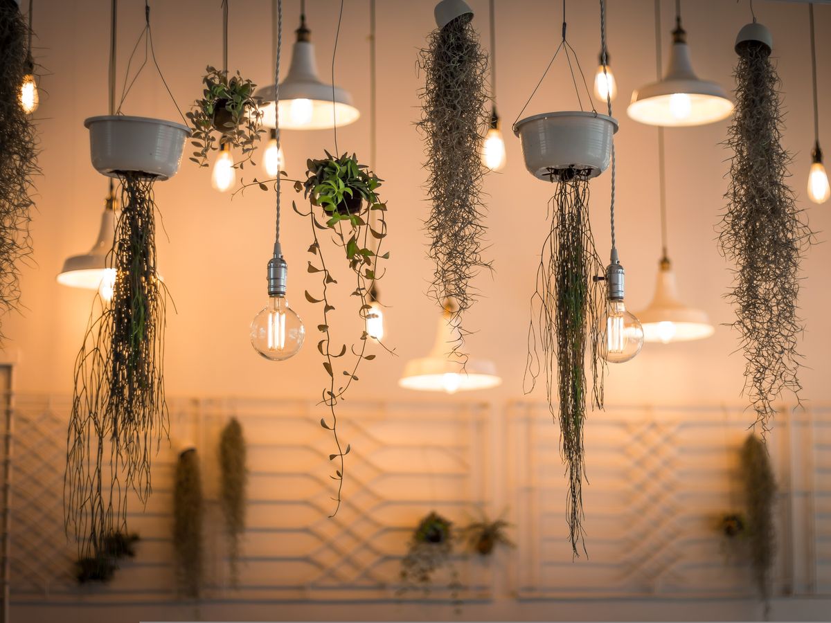 Air Plant (Tillandsia)